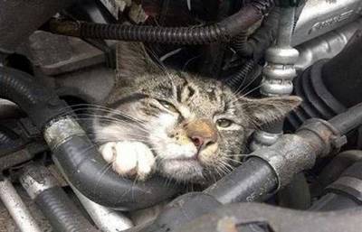В Ровно водитель полдня “катал” под капотом авто живого кота