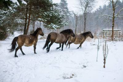 На Львовщине разводят потомков редких диких лошадей тарпанов: их уничтожили в XX веке