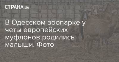 В Одесском зоопарке у четы европейских муфлонов родились малыши. Фото