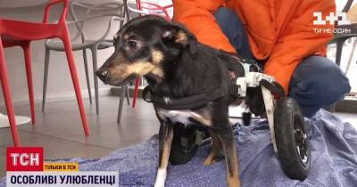 В Украине становится популярным давать приют животным с инвалидностью: что следует знать