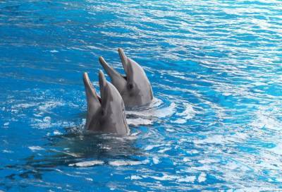 В Госдуме хотят запретить вылов морских млекопитающих для океанариумов и дельфинариев