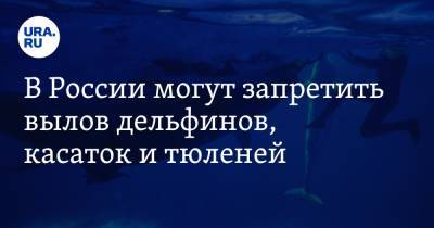 В России могут запретить вылов дельфинов, касаток и тюленей