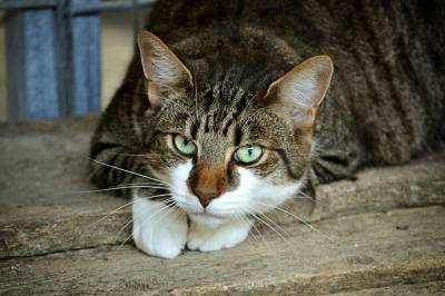 Медики предупредили об опасных последствиях кошачьих царапин