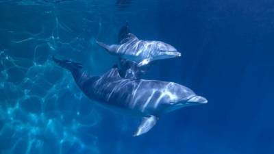 Ввести запрет на вылавливание морских млекопитающих предложили в Госдуме