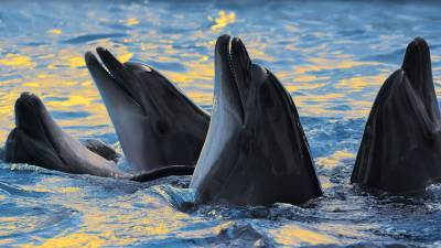 В Госдуме предлагают запретить вылов животных для дельфинариев