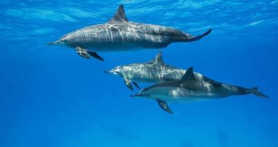 В Госдуме предложили запретить вылов животных для дельфинариев