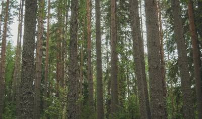 Компания «ТЮМЕНЬ-ПЕСОК» испортила 23 га леса и пытается избежать ответственности