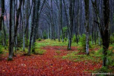 Reserve "Castle Forest": red oaks, medicinal plants, an arboretum at the edge of the forest - grodnonews.by - Belarus