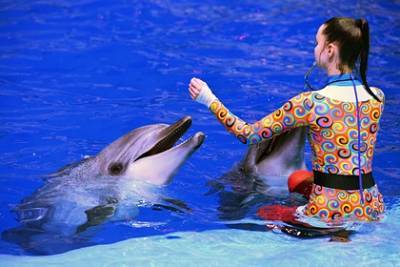 В Госдуме захотели запретить вылов дельфинов и косаток для дельфинариев
