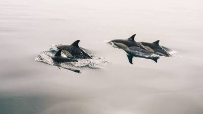 В Госдуме предложили запретить вылов дельфинов для дельфинариев