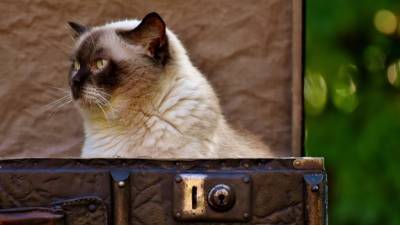 Союз музейных котов для закрепления прав животных появится в России
