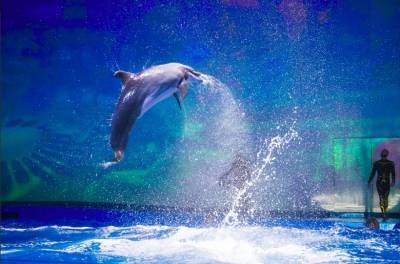 В Госдуме предложили запретить вылов дельфинов и косаток для дельфинариев