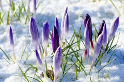 Аномальный март: синоптики уточнили прогноз на начало весны