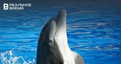 «Известия»: в Госдуме предложили запретить вылов морских животных для дельфинариев