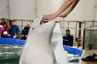 В Госдуме предложили запретить вылов дельфинов и косаток