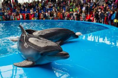 В Госдуме инициирован полный запрет на вылов дельфинов, косаток и тюленей