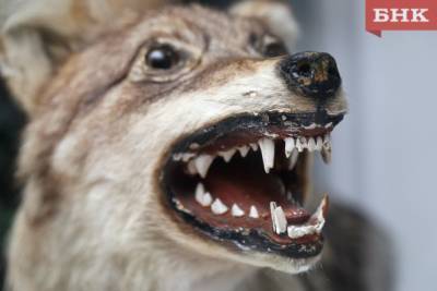 Ученые: охотники помогают выжить матерым волкам