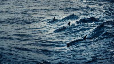 Эксперт Лисицын оценил запрет на вылов дельфинов для океанариумов