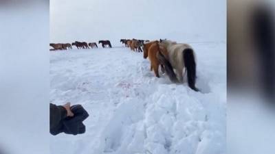 В Башкирии стая волков напала на лошадей