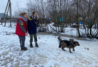 Активисты помогли приюту для бездомных собак и кошек в Гатчинском районе