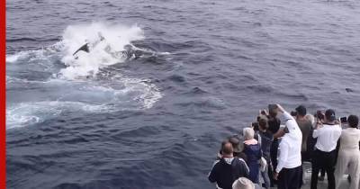 Горбатый кит отбился от атаки двух стай косаток: видео
