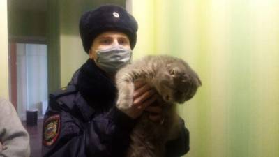 В Новокузнецке кот упал с девятого этажа на автомобиль