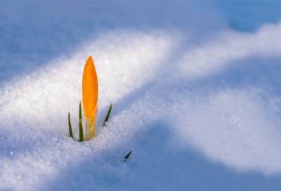 До +5 в первый день весны: погода в Ленобласти на 1 марта