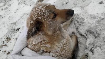 Волонтеры спасли вмерзшую в лед собаку, сбитую поездом. Видео