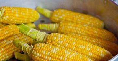 В Днепропетровской области планируют открыть завод по переработке кукурузы