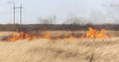 В Калининградской области пожарные четыре раза за сутки тушили палы травы
