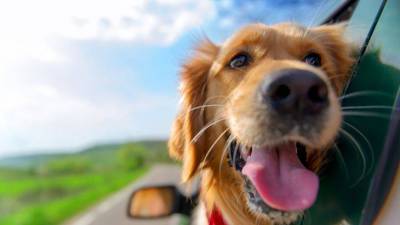Лексус, ко мне: составлен рейтинг автомобильных кличек собак