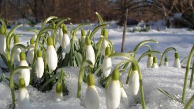 Прогноз погоды на 1 марта: первый день весны будет солнечным и ясным