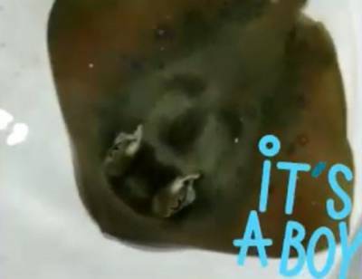 В океанариуме Петербурга впервые родился детёныш морского ската