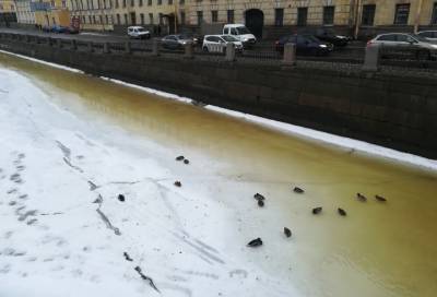 Реки и каналы пожелтели: жители Петербурга жалуются на вонь канализации