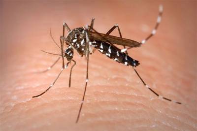 Ученый спрогнозировал нашествие комаров на Турцию