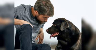 В российском городе Самара мужчина изменял жене с собакой