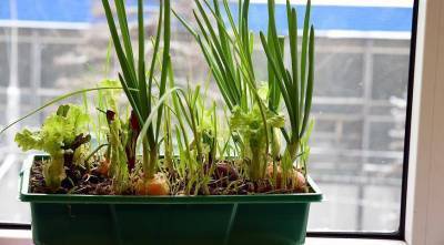 Зимой - в начале весны вырастим на подоконнике свежую зелень на витамины - skuke.net