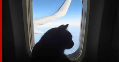СМИ: из-за агрессивного кота пришлось вернуть в аэропорт пассажирский авиарейс в Судане