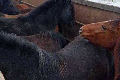 Лошади, которых везли в Казахстан остались на карантине в Илеке