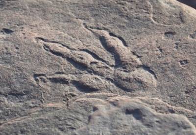 В Британии случайно обнаружили след динозавра, которому 220 млн лет