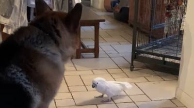 Умный попугай уморительно передразнивает собаку (Видео)