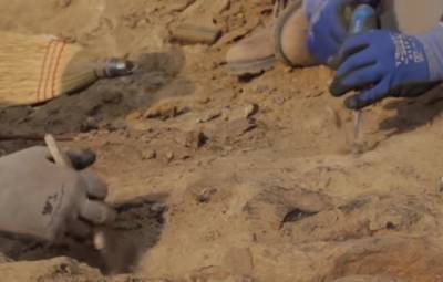 Драгоценнее любого клада: в Китае откопали окаменелости в три раза старше динозавров