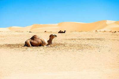 Ученые объяснили превращение Сахары в пустыню изменением направления рек