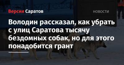 Володин рассказал, как убрать с улиц Саратова тысячу бездомных собак, но для этого понадобится грант