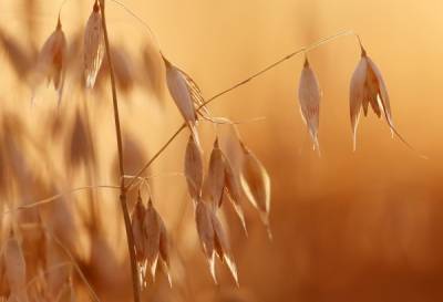 Россия с начала сезона экспортировала рекордное количество зерна
