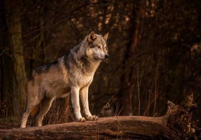 Охотники за неделю подстрелили 17 волков в Ленобласти