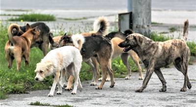 В Астраханской области чиновники не осуществляли должным образом контроль за отловом собак