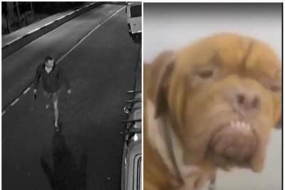 Перед судом в Сочи предстанет попытавшийся убить собаку мужчина