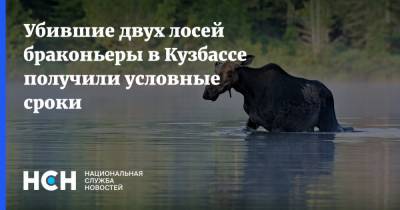 Убившие двух лосей браконьеры в Кузбассе получили условные сроки