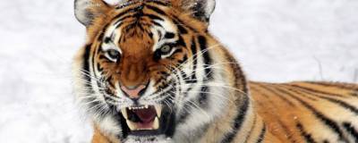 В Хабаровском крае застрелили краснокнижную тигрицу, убившую охотника